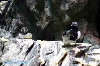 Kleine pinguinähnliche Viecher
