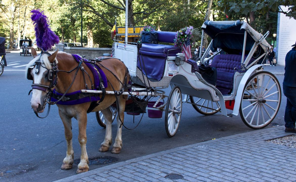 Pferdekutsche im Central Park