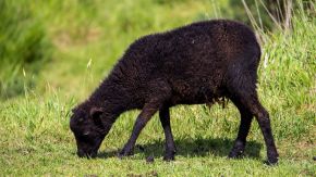 Schwarzes Schaf in Nordfrankreich