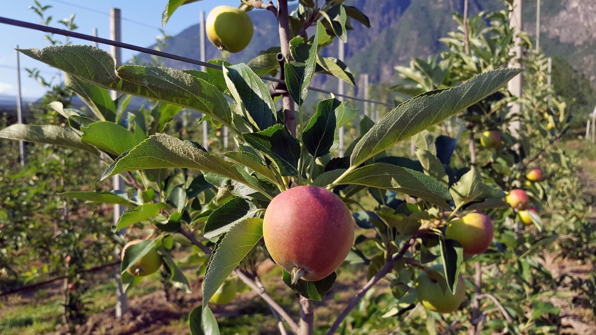 Apfelplantage in Südtirol
