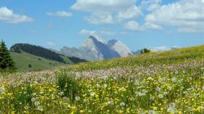 Blühende Wiese auf der Seiser Alm