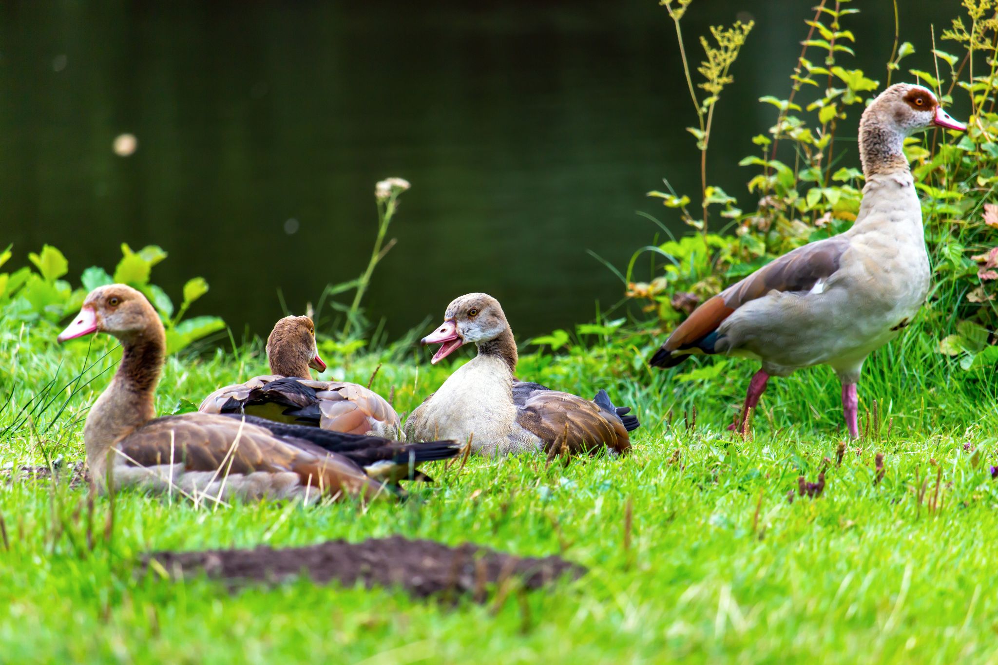 Enten im Bergpark Wilhelmshöhe, Kassel