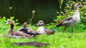 Enten im Bergpark Wilhelmshöhe, Kassel