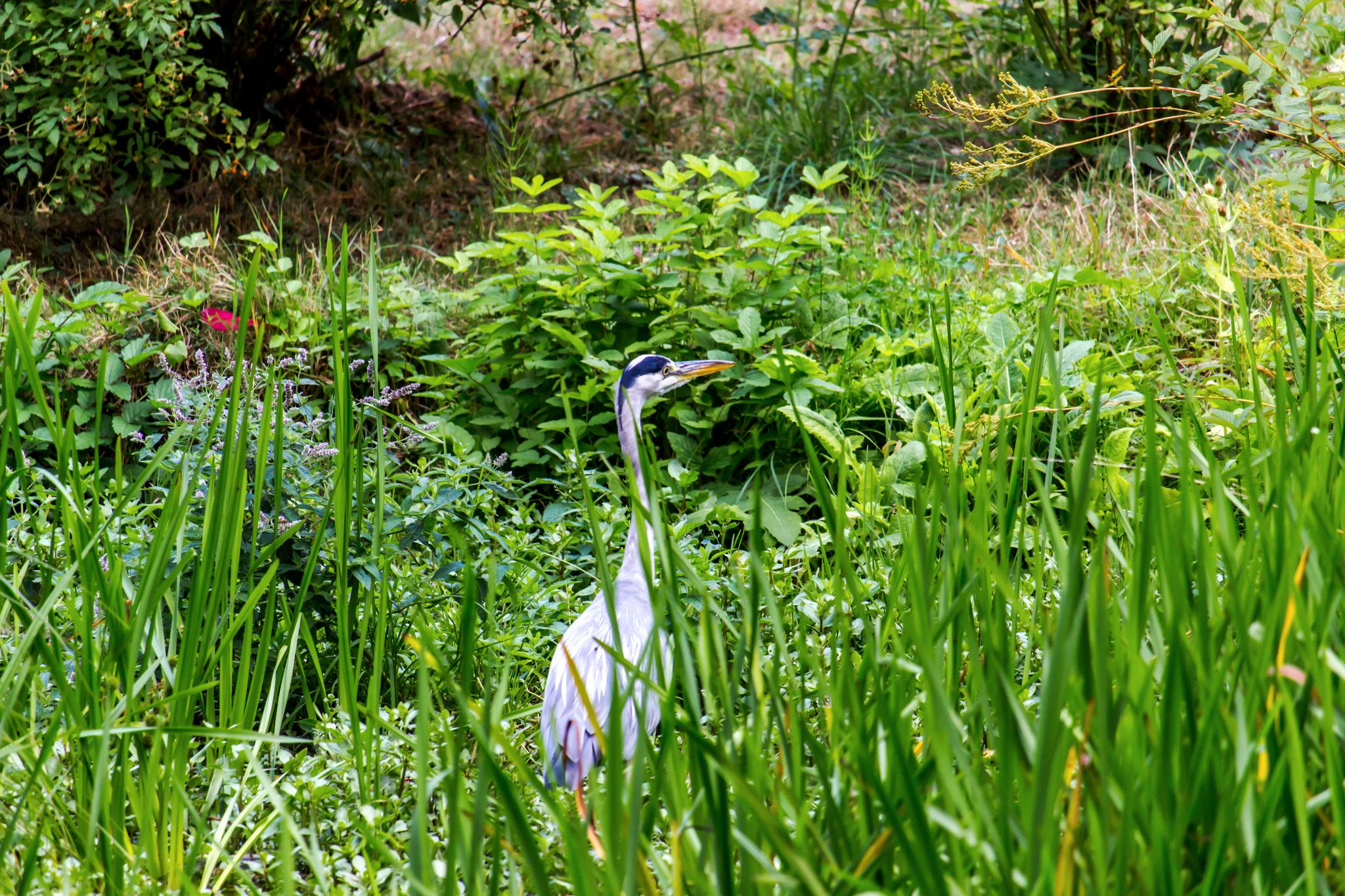 Reiher am See, Bergpark Wilhelmshöhe, Kassel