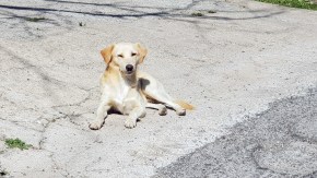 Straßenhund in Süditalien
