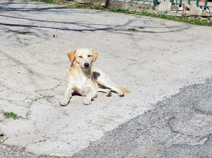 Straßenhund in Süditalien