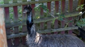 Emu Kulturinsel Einsiedel