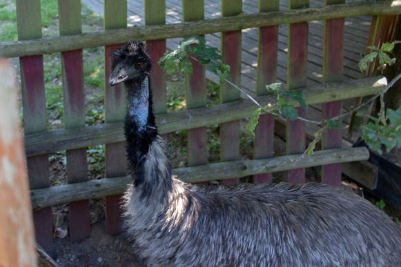 Emu Kulturinsel Einsiedel