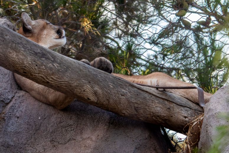 Berglöwe liegt auf dem Rücken und chillt im San Diego Zoo