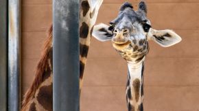 Junge Giraffe im San Diego Zoo
