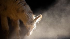 Lama wirbelt Staub auf im San Diego Zoo