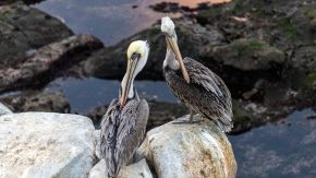 Zwei Pelikane am La Jolla Cove Beach, San Diego