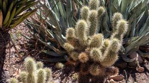 Cholla Kaktus und andere Pflanzen im Sonora Desert Museum, Arizona
