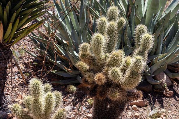 Cholla Kaktus und andere Pflanzen im Sonora Desert Museum, Arizona