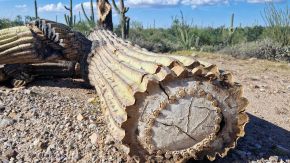 Gefällter Kaktus mit Innenleben, Saguaro-Nationalpark