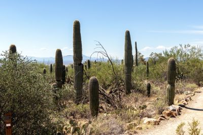 Jüngere Saguaro-Kakteen im Desert Museum, Arizona