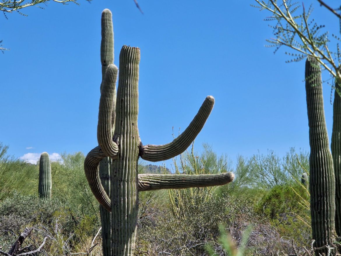 Kaktus hebt die Arme, Saguaro-Nationalpark, Arizona