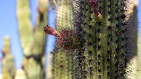Kaktus mit Blüte, Sonora Desert Museum, Arizona