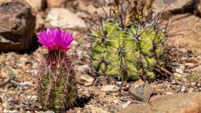 Kleiner Kaktus mit Blüte im Sonora Desert Museum, Arizona