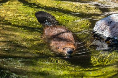 Otter schwimmt im Sonora Desert Museum, Arizona