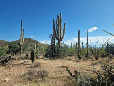 Saguaro-Kakteen im Nationalpark, Arizona