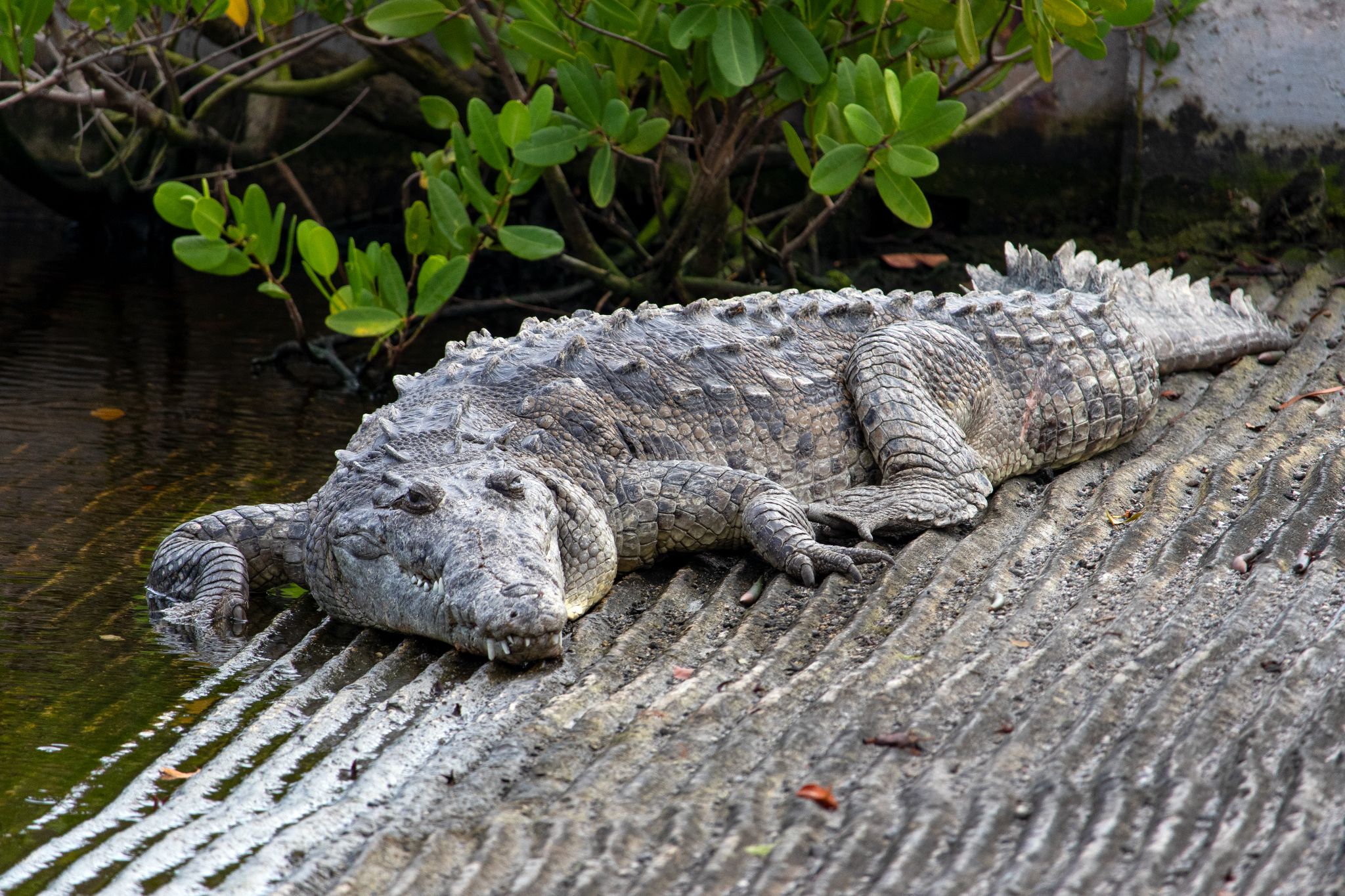 Amerikanisches Krokodil chillt auf Bootsanleger, Flamingo, Florida