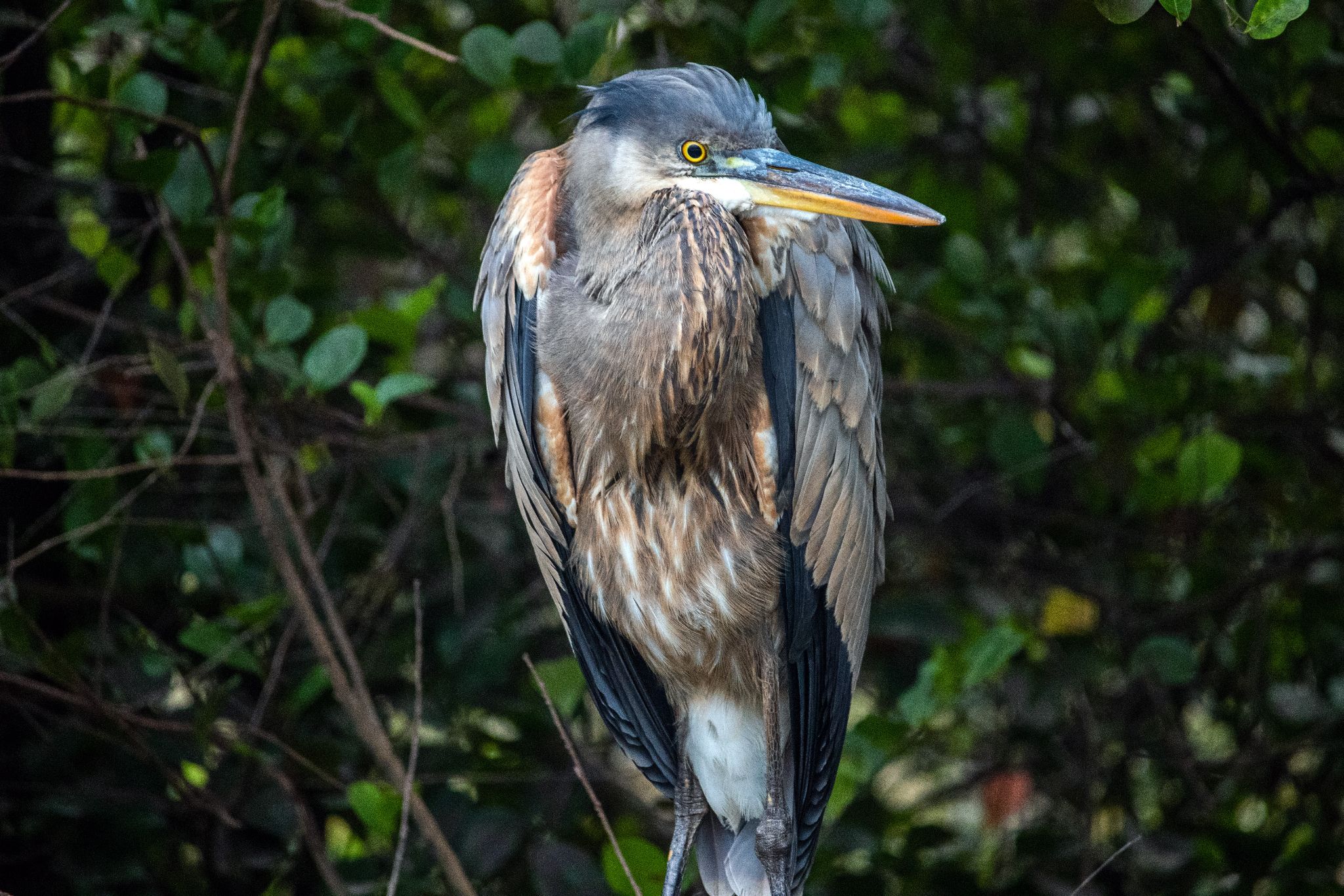 Bunter Vogel auf der Everglades Loop Road, Florida