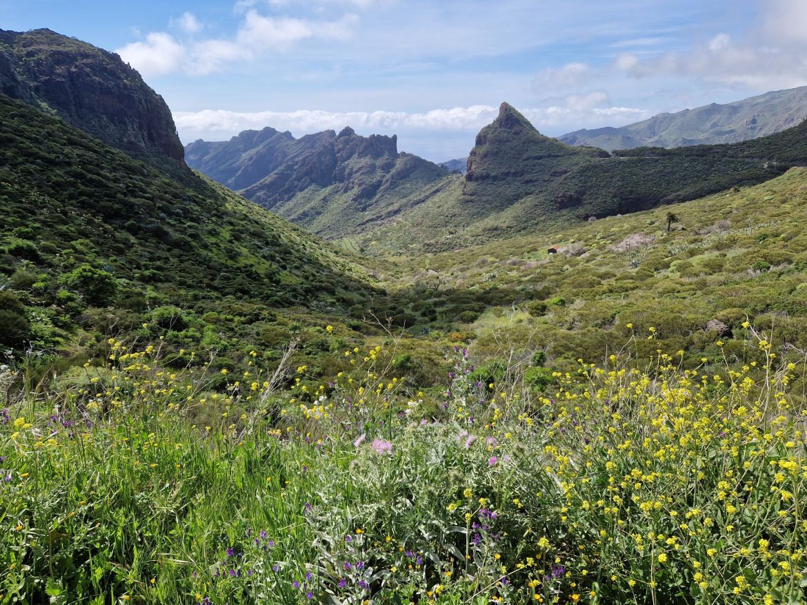 Blumenwiese im Teno-Gebirge auf Teneriffa