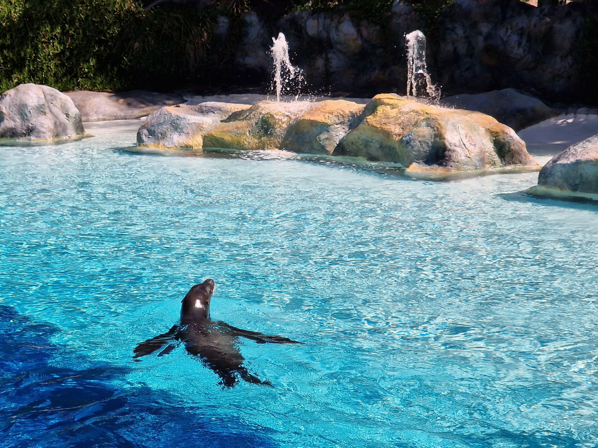 Robbe im Siam Park, Teneriffa