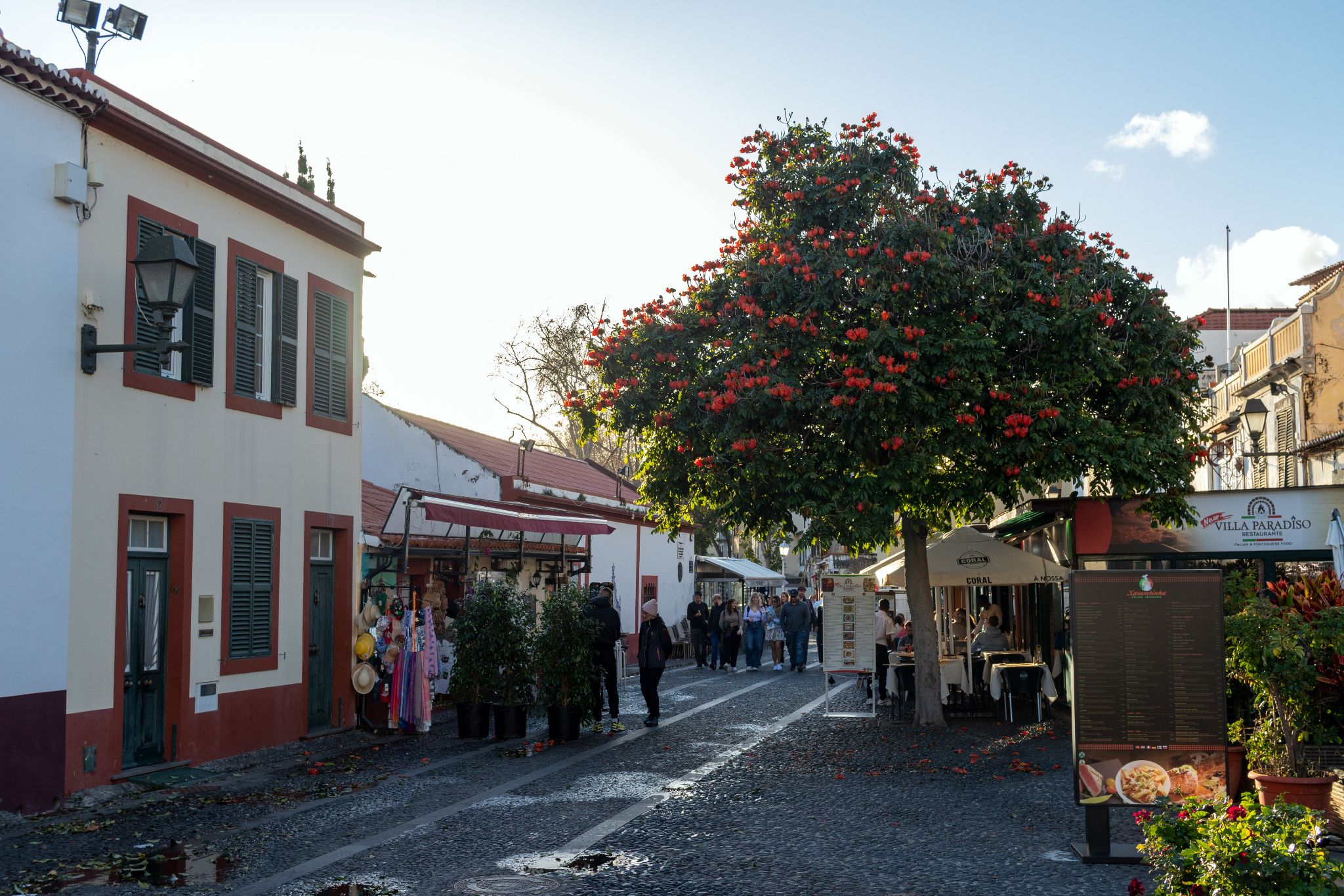 Blühender Baum in der Altstadt von Funchal, Madeira