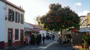 Blühender Baum in der Altstadt von Funchal, Madeira