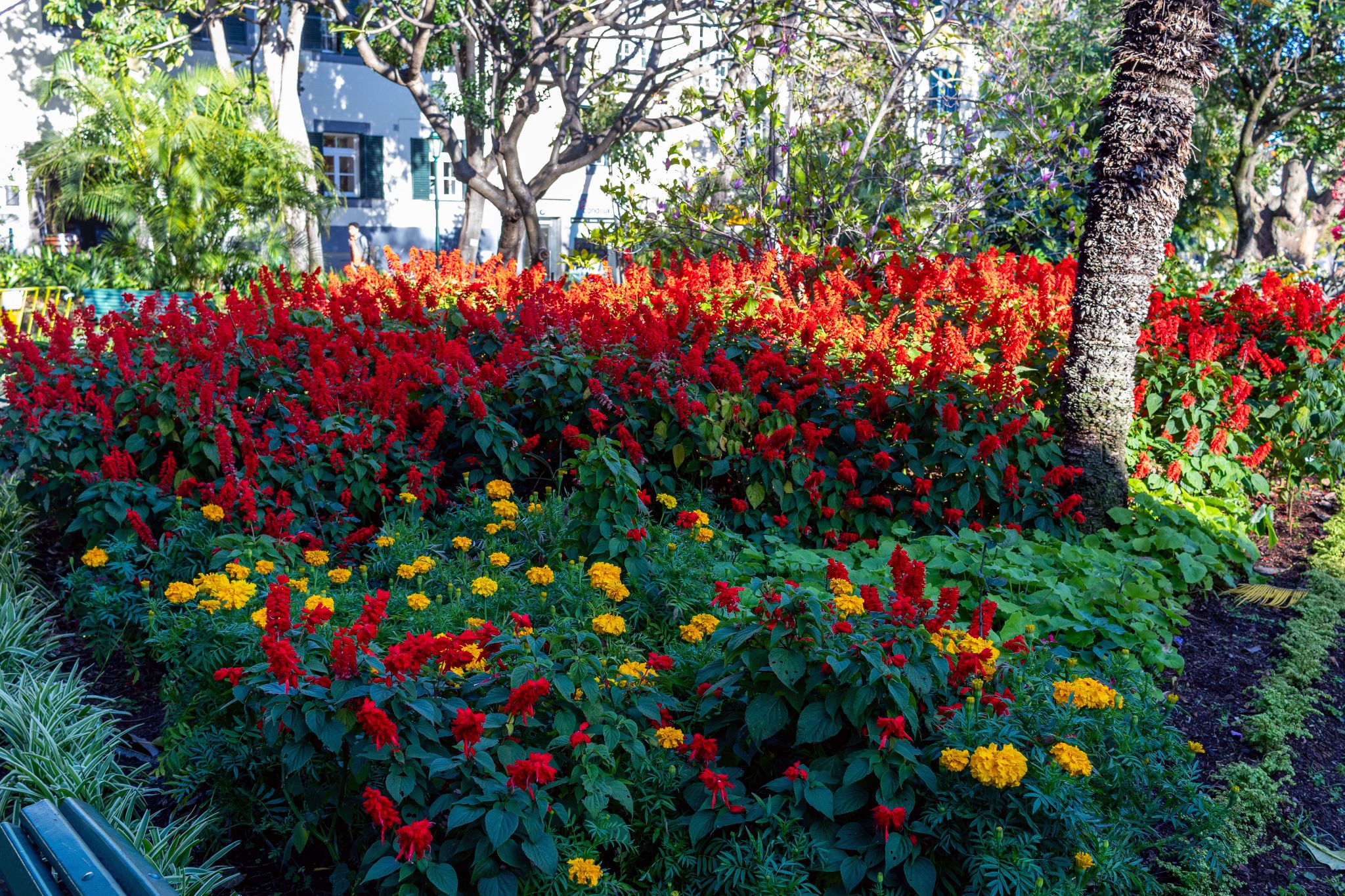 Blumenbeet in Park in Funchal, Madeira