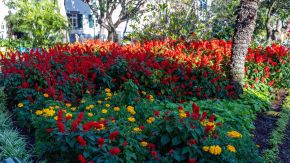 Blumenbeet in Park in Funchal, Madeira