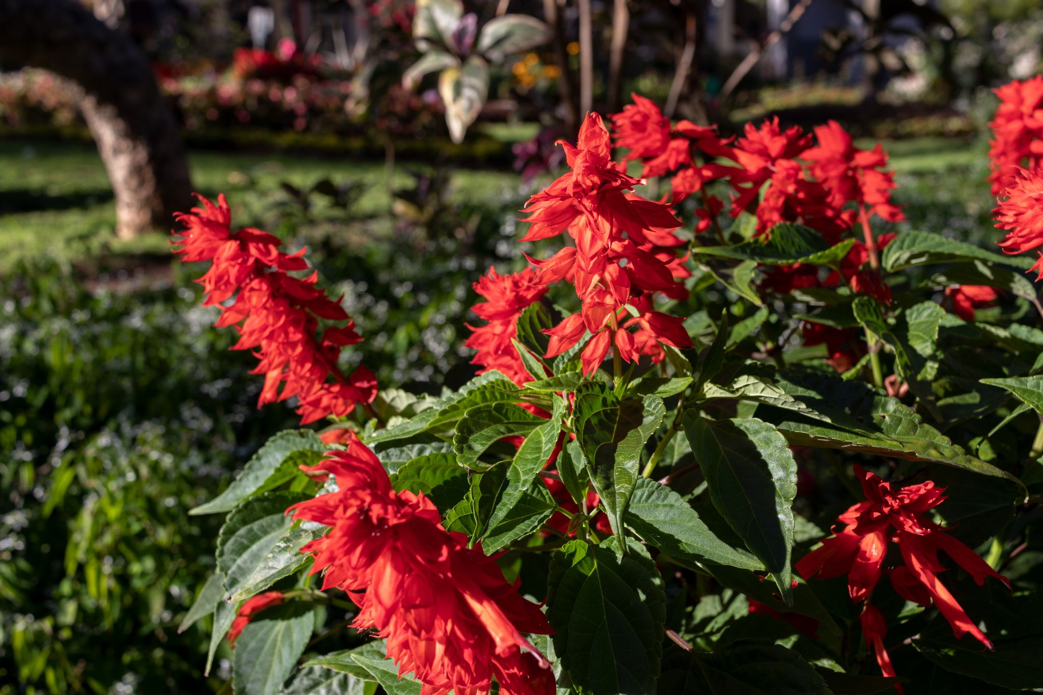 Rote Blumen in Park in Funchal, Madeira