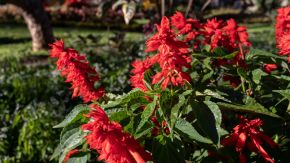 Rote Blumen in Park in Funchal, Madeira