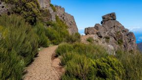 Überwachsener Wanderweg am Pico do Arieiro, Madeira