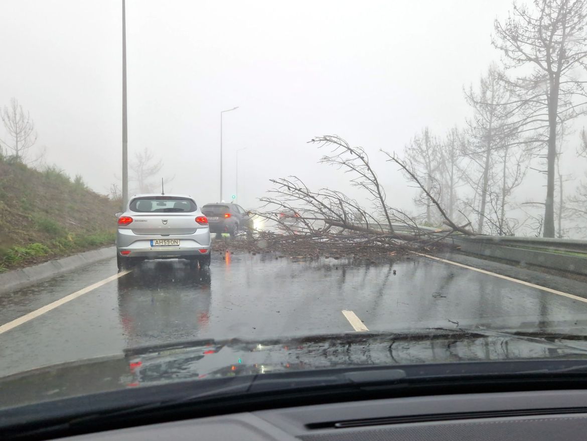Umgestürzter Baum mitten auf Straße, Madeira