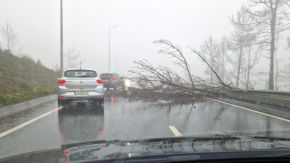 Umgestürzter Baum mitten auf Straße, Madeira