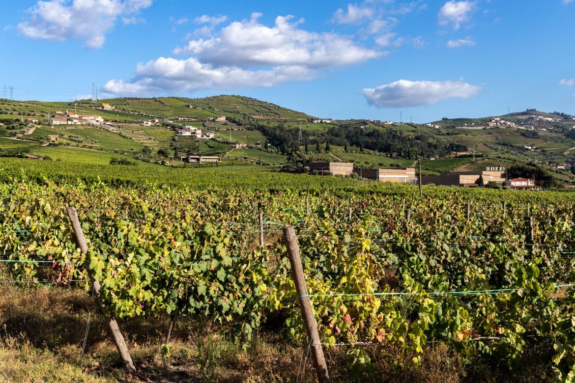 Weinberge an der Quinta da Pacheca, Portugal