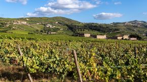 Weinberge an der Quinta da Pacheca, Portugal