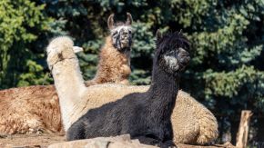 Alpakas und Lama auf dem Hügel