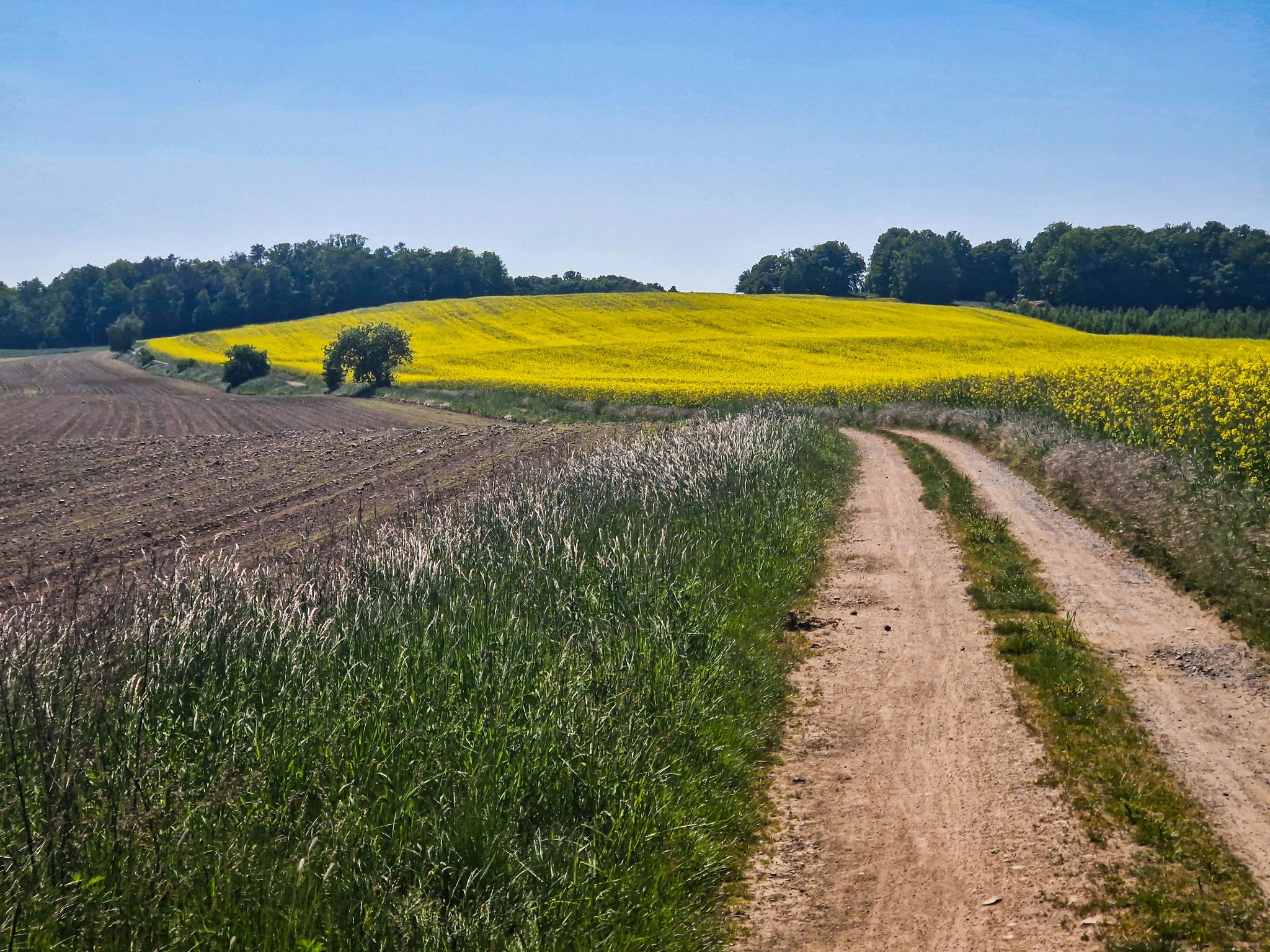 Blühende Felder in Sachsen im Mai