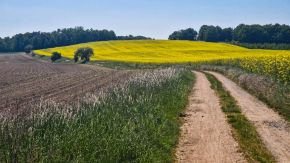 Blühende Felder in Sachsen im Mai