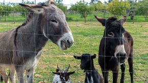 Esel- und Ziegengang an der Eco Villa in Fuseta