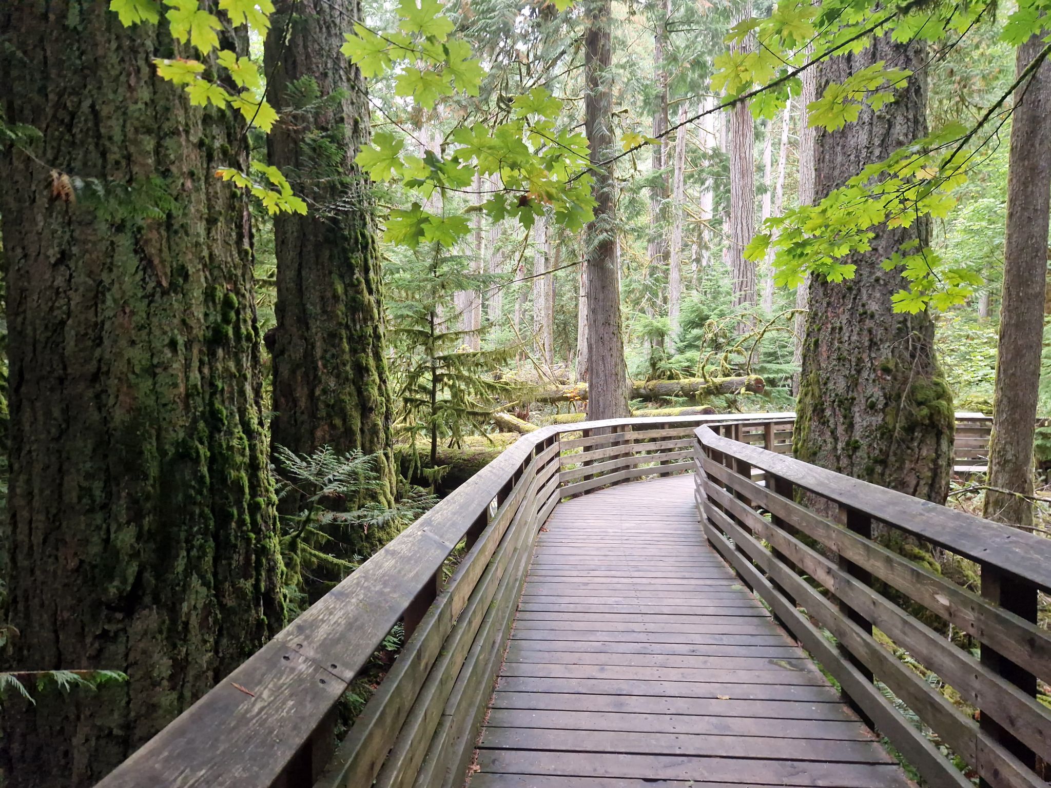 Holzsteg in Cathedral Grove, Vancouver Island, Kanada
