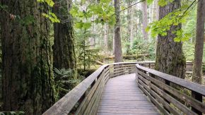 Holzsteg in Cathedral Grove, Vancouver Island, Kanada