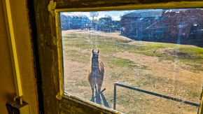 Lama belagert Bauwagen, Alpaca Island, Brandenburg