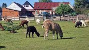 Lamas, Alpakas und Pony auf Alpaca Island Hohenbucko, Brandenburg