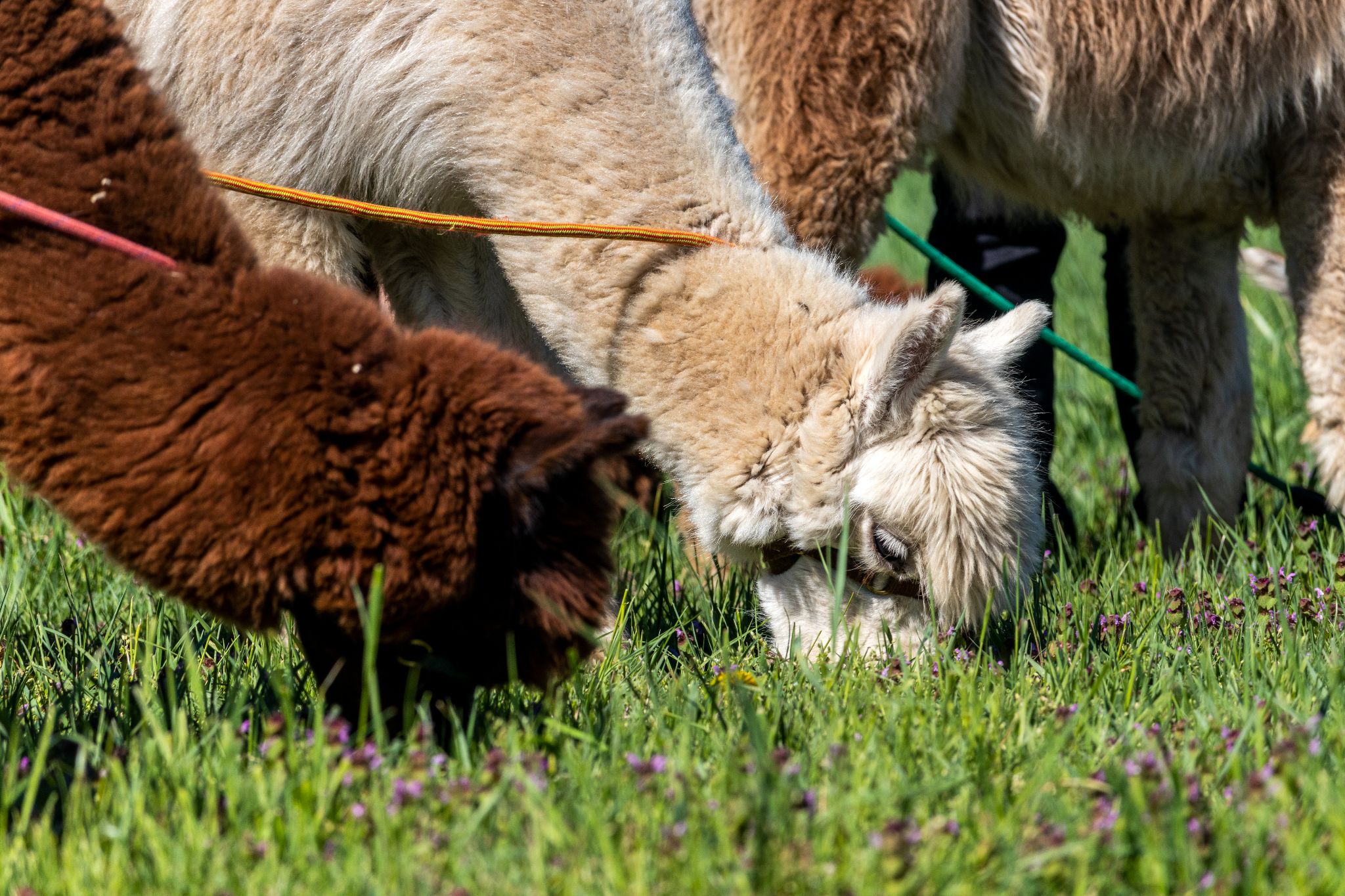 Mehrere Alpakas grasen auf Blumenweide