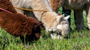 Mehrere Alpakas grasen auf Blumenweide